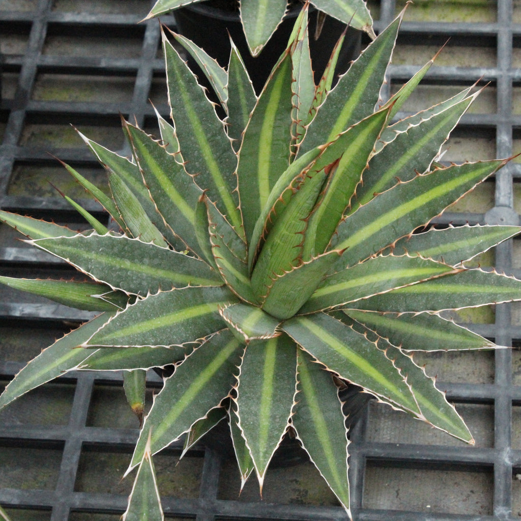 Agave funkiana Image