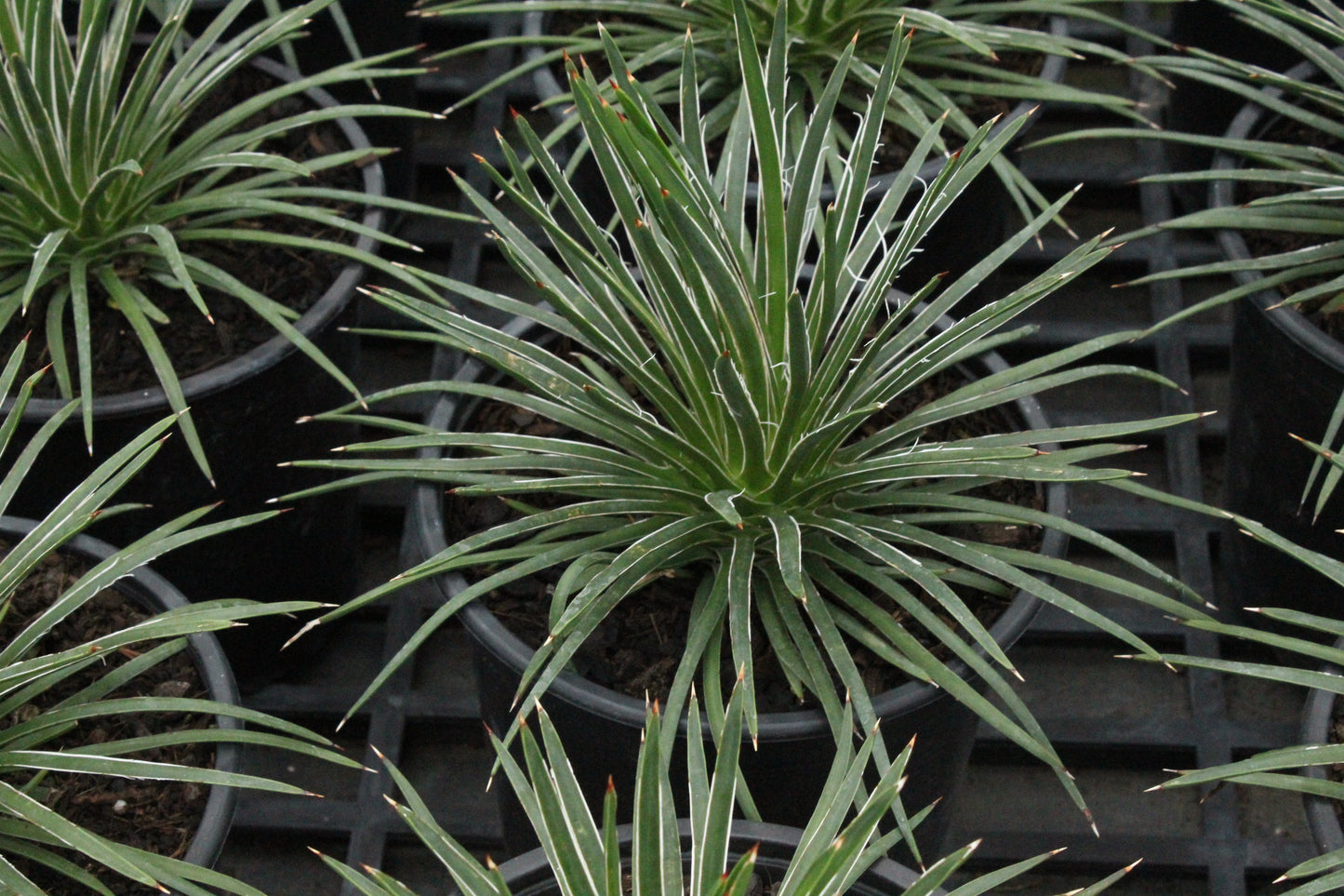 Agave geminiflora