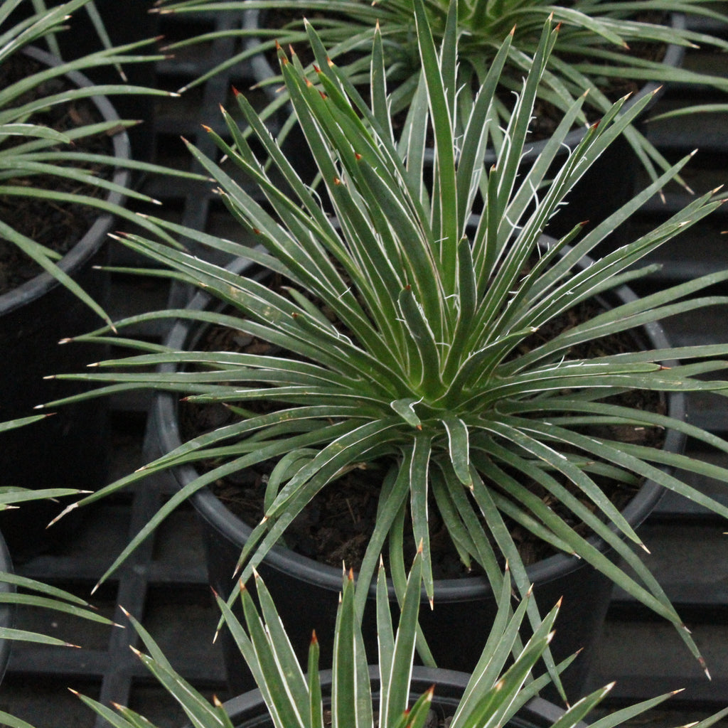 Agave geminiflora Image