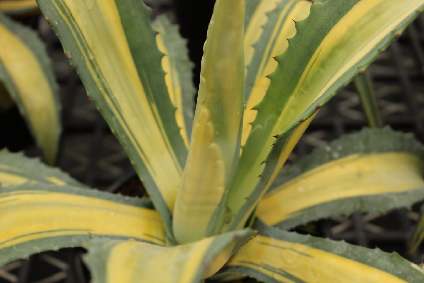 Agave Medio-picta