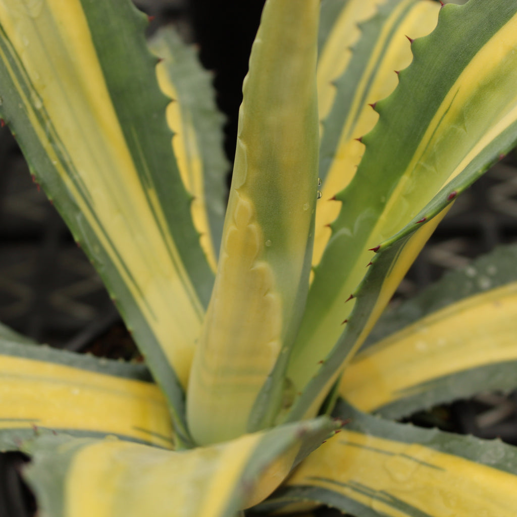 Agave Medio-picta Image