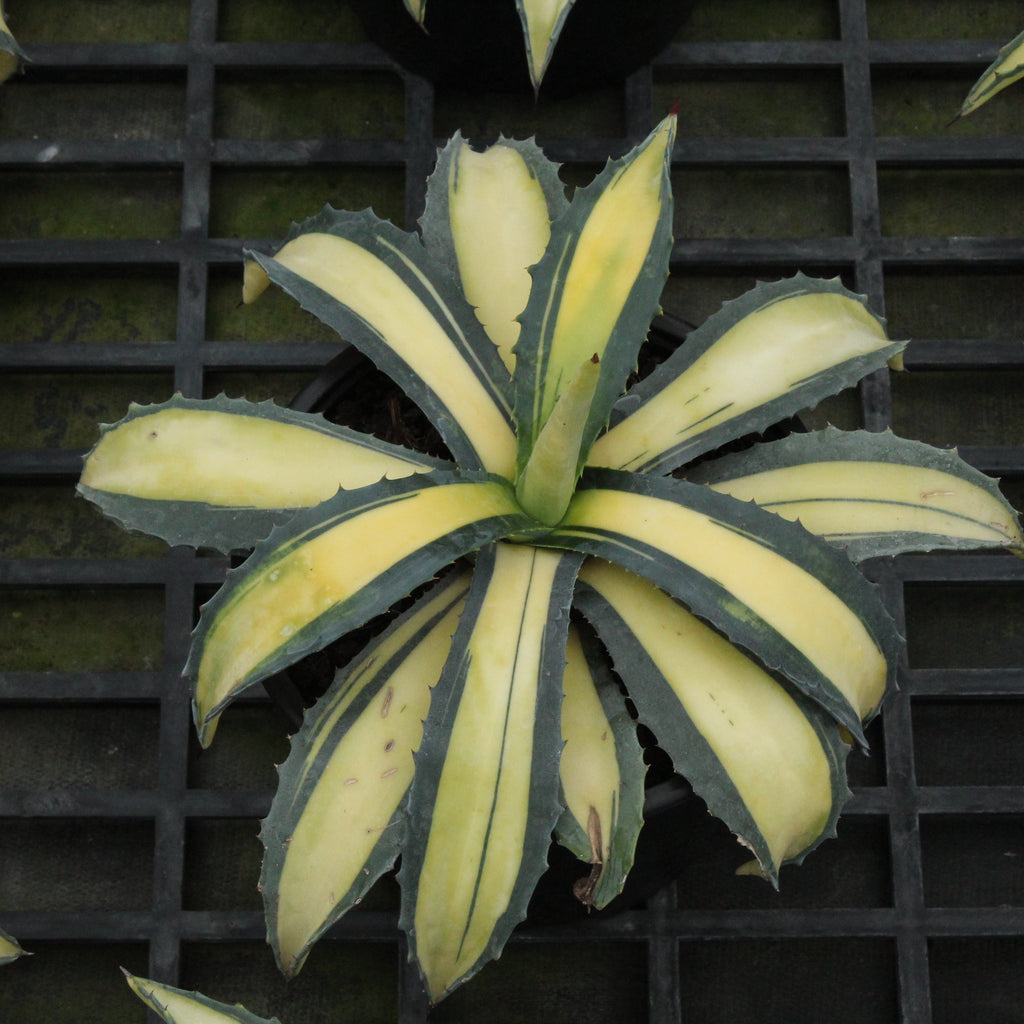 Agave Medio-picta Image