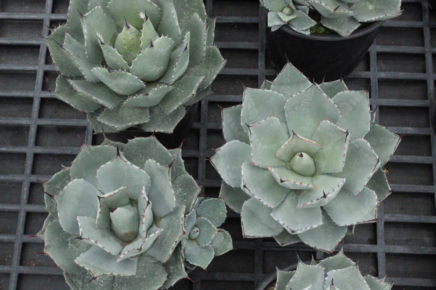 Agave parryi huachucensis