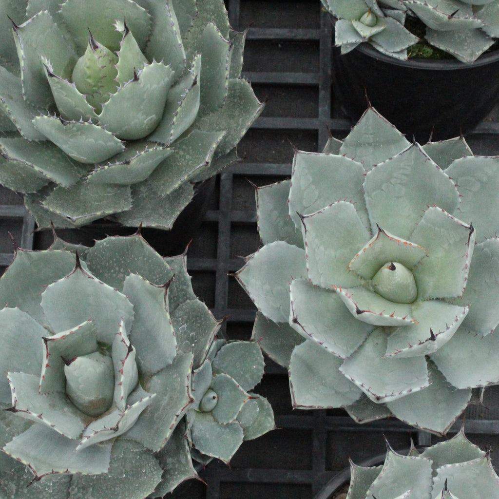 Agave parryi huachucensis Image