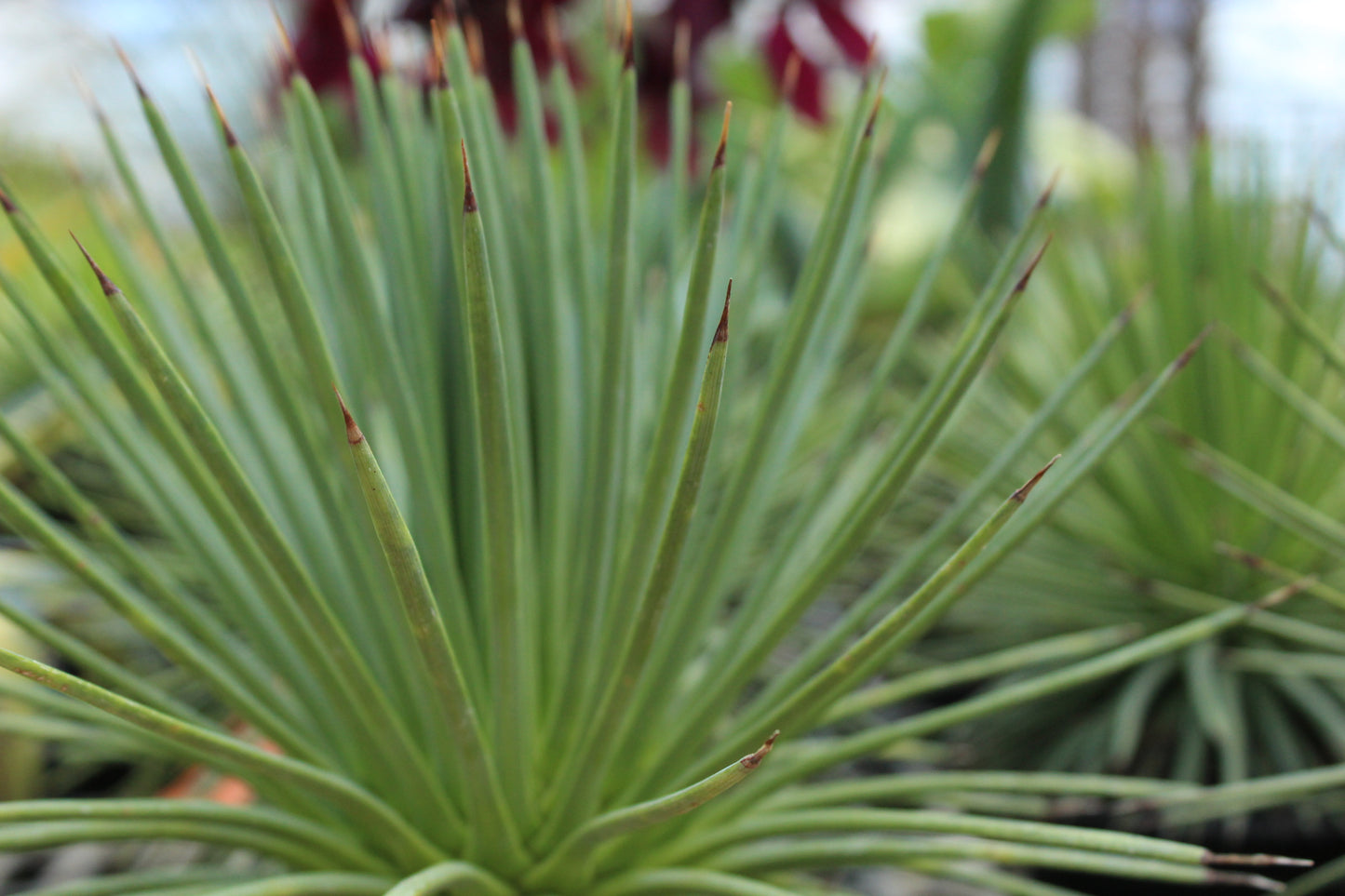 Agave stricta