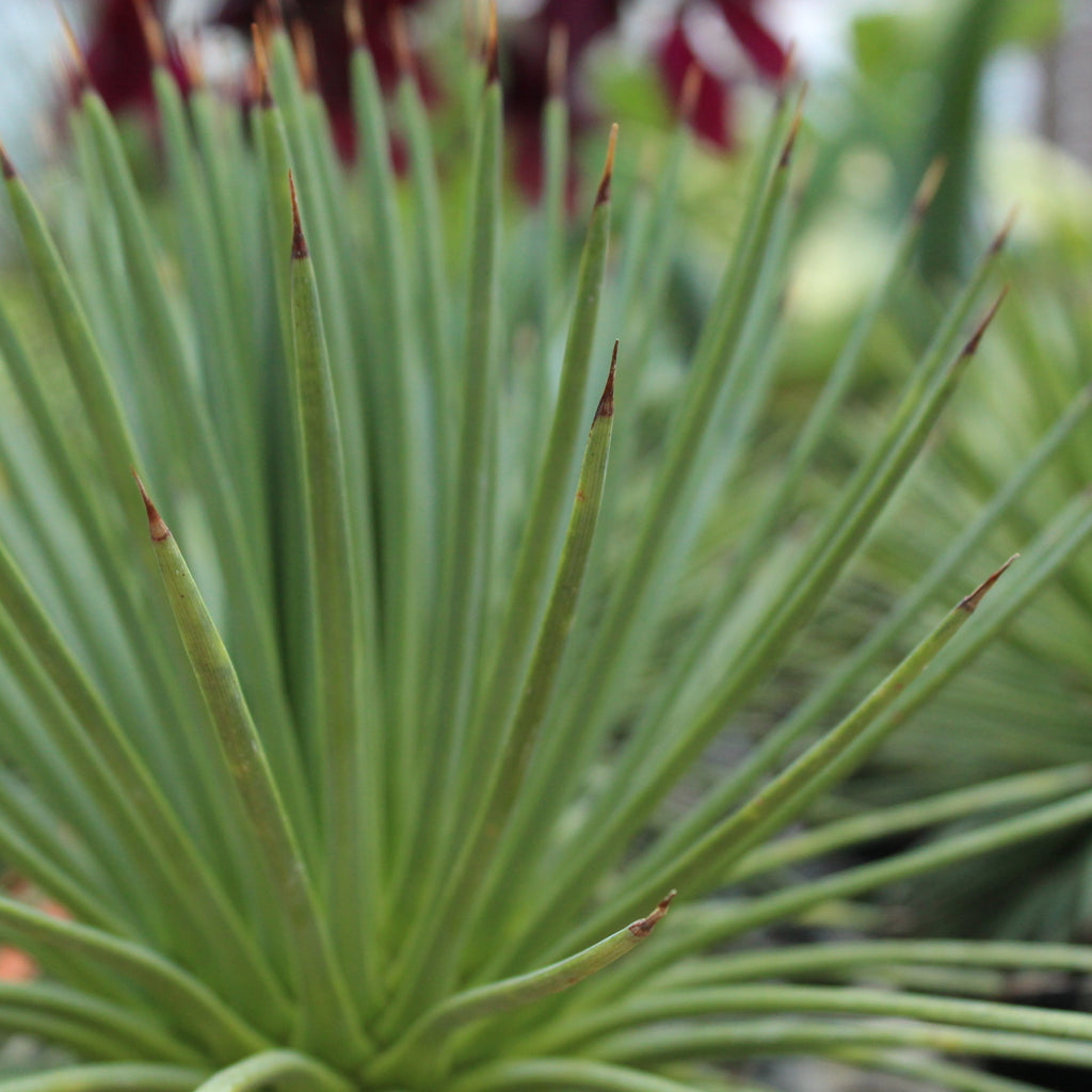 Agave stricta Image