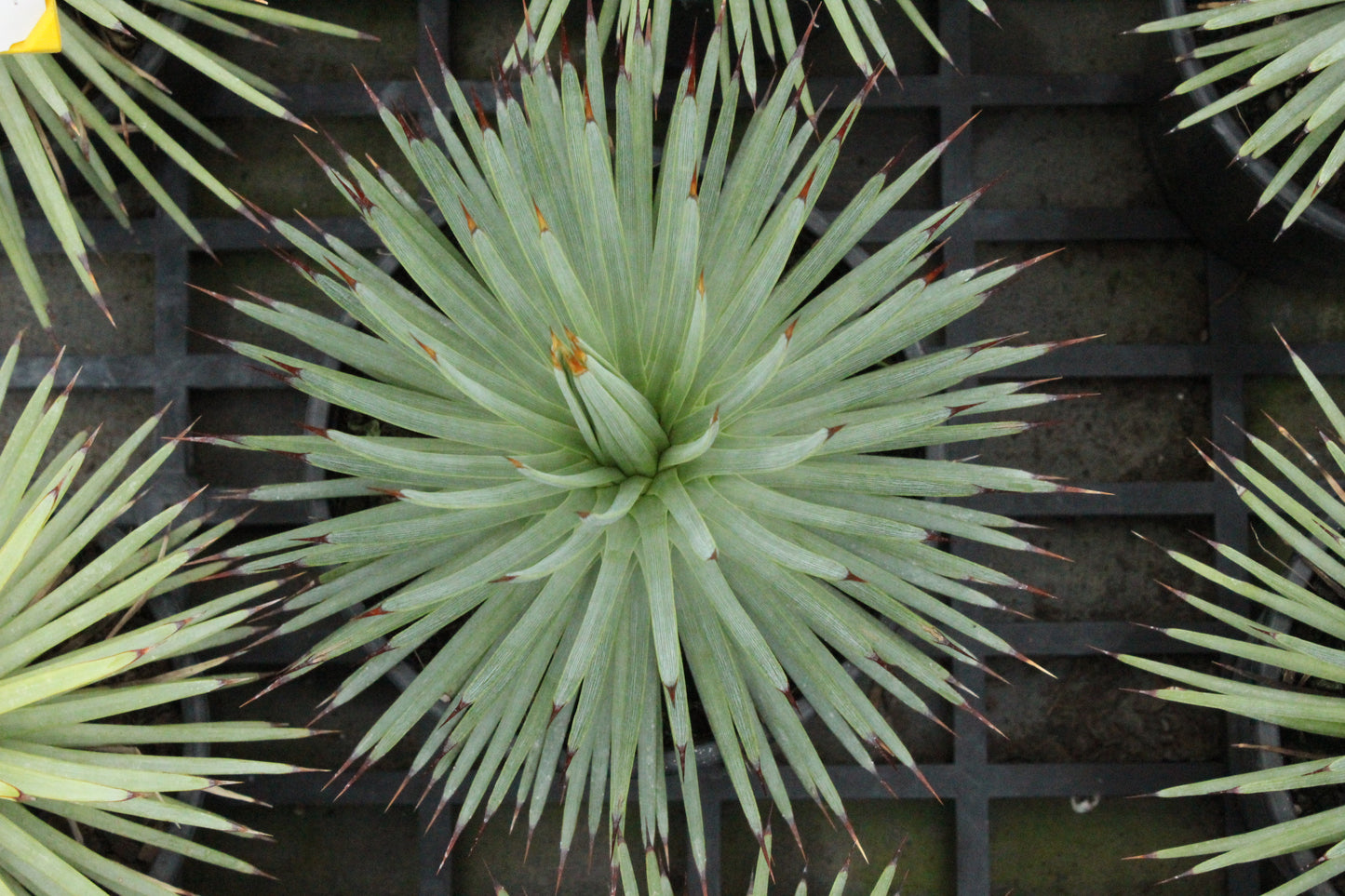 Agave stricta
