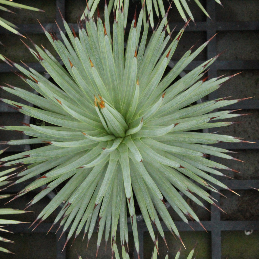 Agave stricta Image