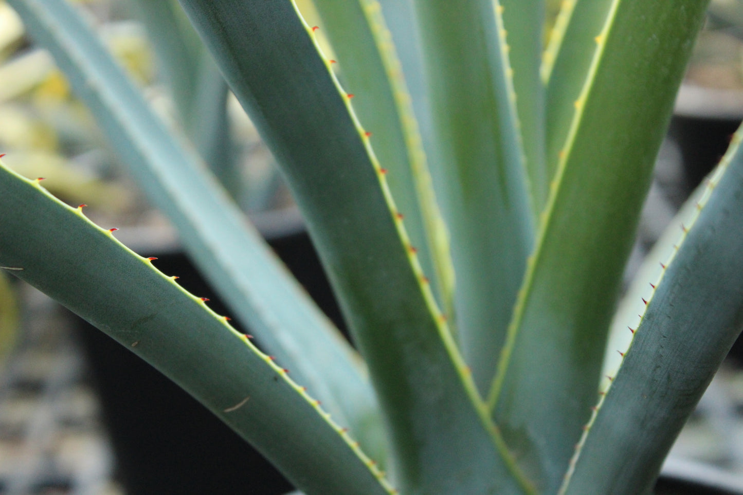 Agave tequilana