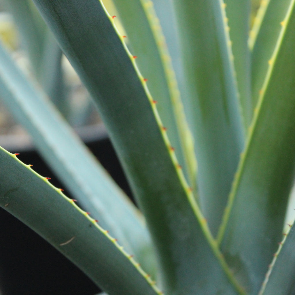 Agave tequilana Image