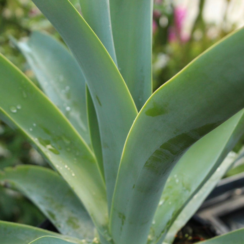 Agave vilmoriniana Image