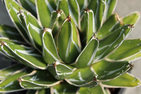 Agave victoriae-reginae