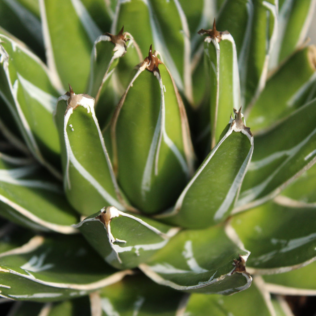 Agave victoriae-reginae Image