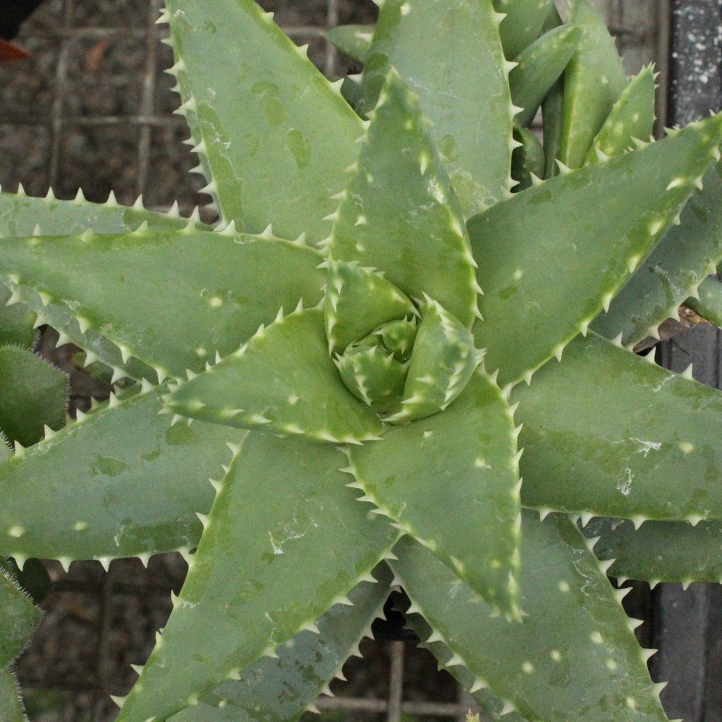 Aloe brevifolia species Image