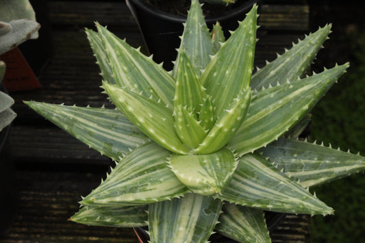 Aloe brevifolia variegata