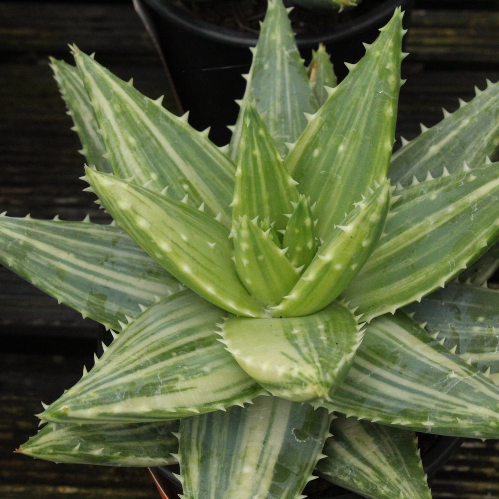 Aloe brevifolia variegata Image