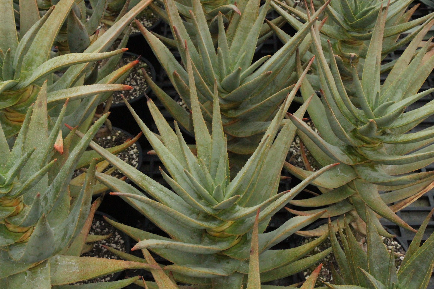 Aloe dichotoma
