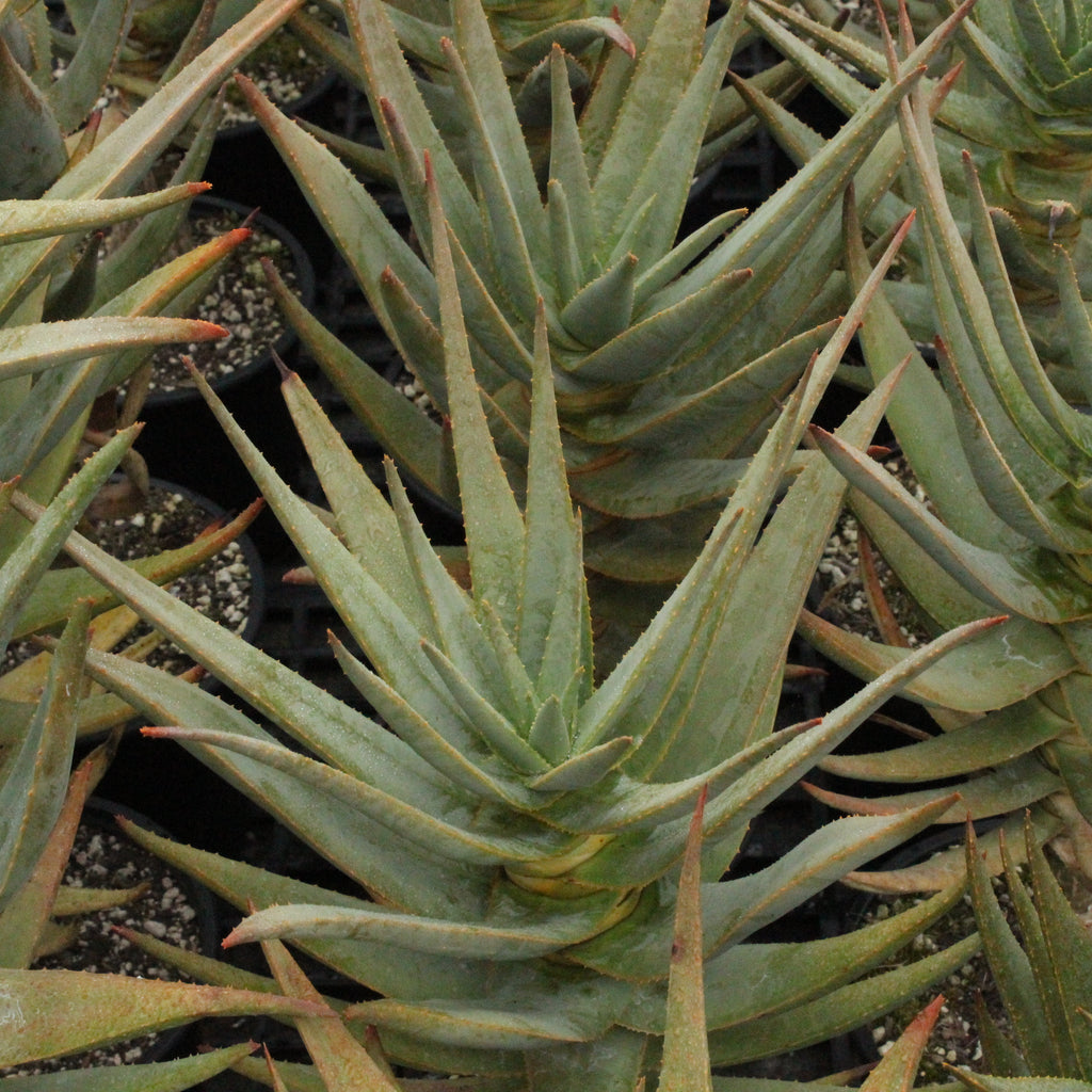 Aloe dichotoma Image