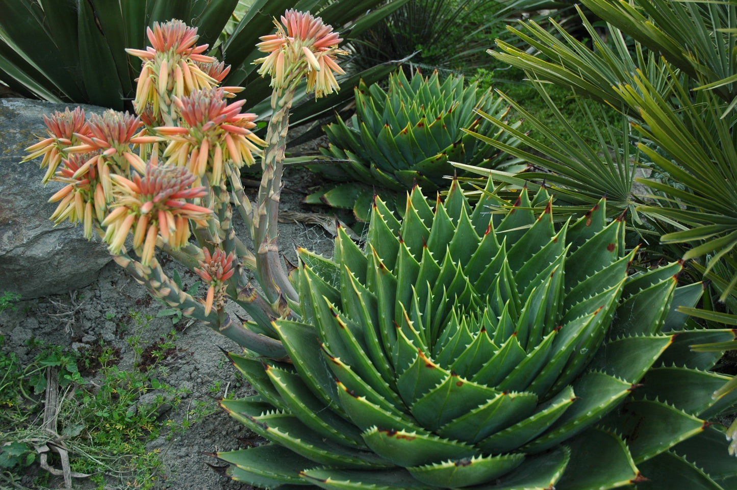 Aloe polyphylla 3