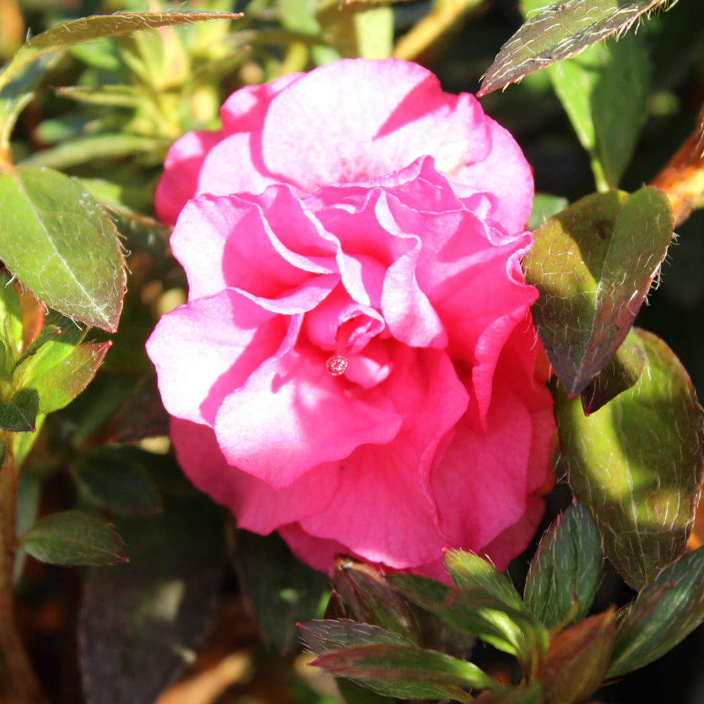 Azalea Ripples Image