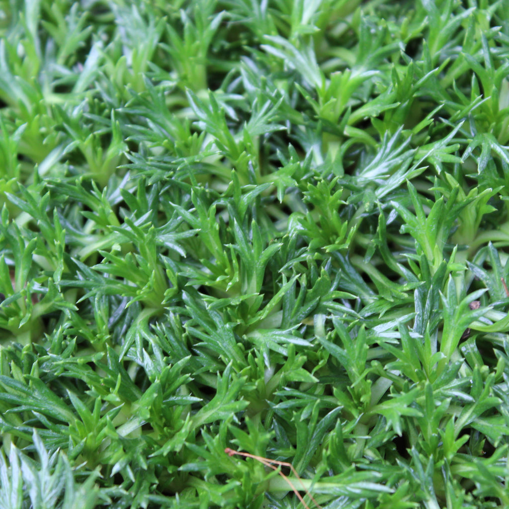 Azorella trifurcata Image