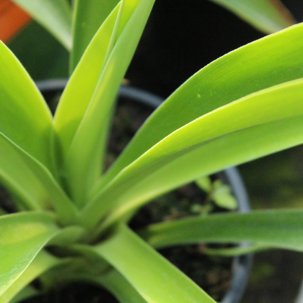 Beschoneria tonelli Image