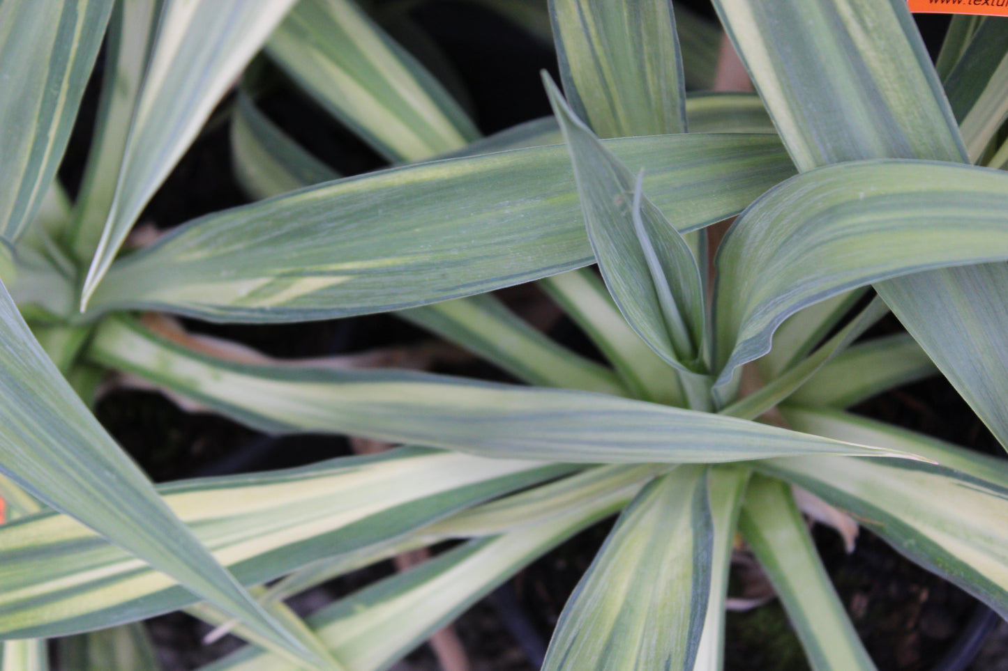 Brugmansia Noels Blush
