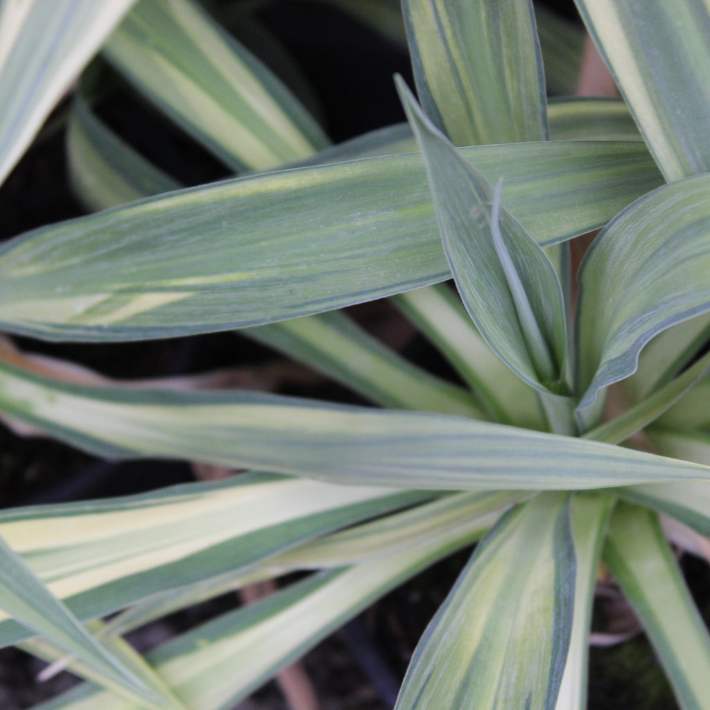 Beschoneria yuccoides variegata Image