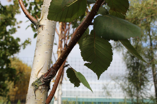 Betula Jacquemontii