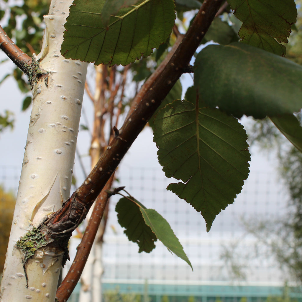 Betula Jacquemontii Image