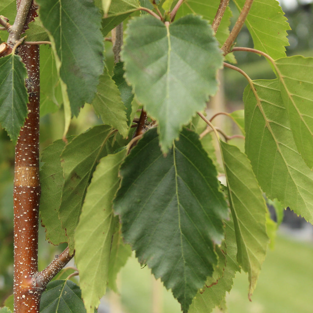 Betula White Spire Image