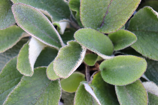 brachyglottis lagopus