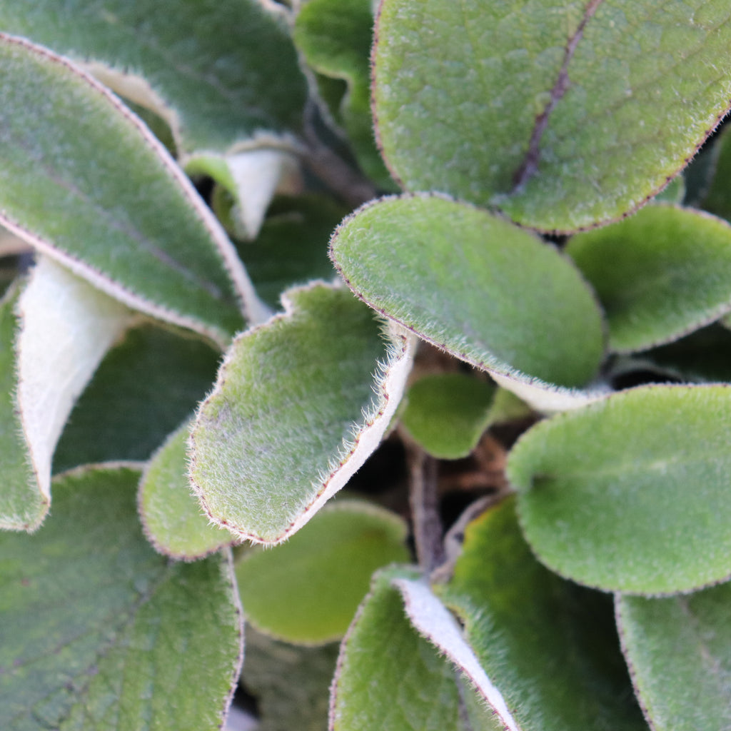 brachyglottis lagopus Image