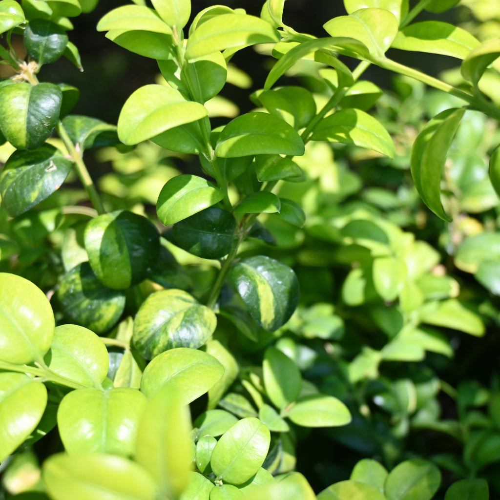 Buxus Buttercup Image