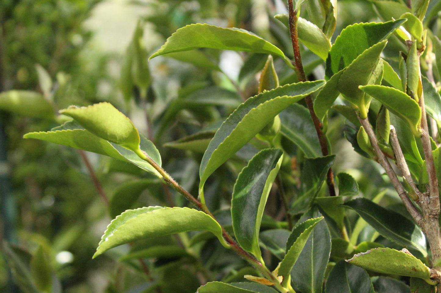 Camellia Blizzard