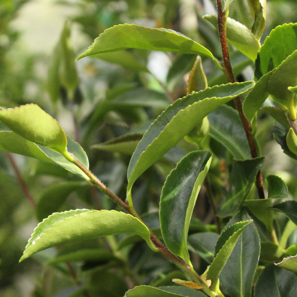 Camellia Blizzard Image