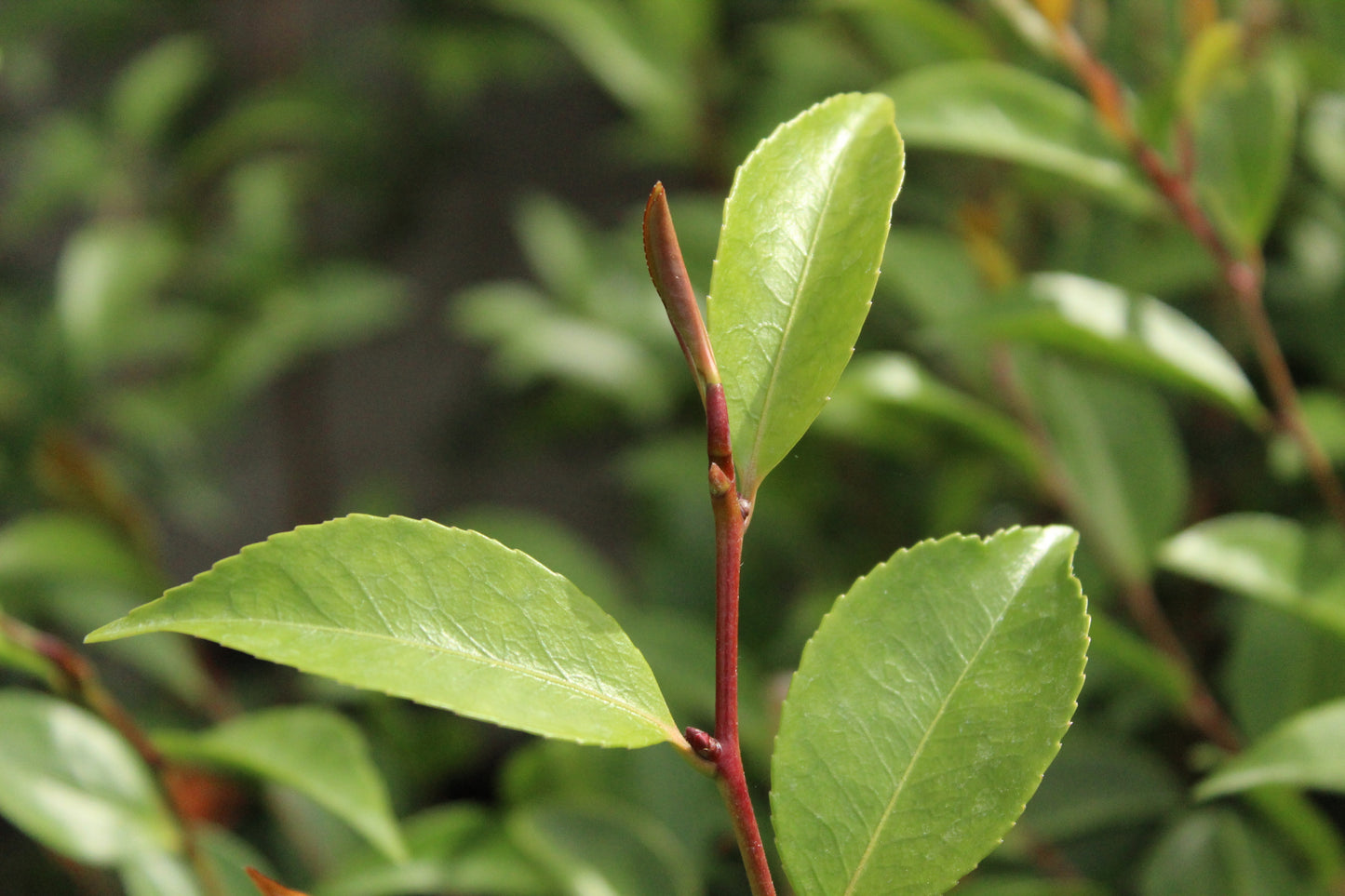 Camellia Cinnamon Cindy