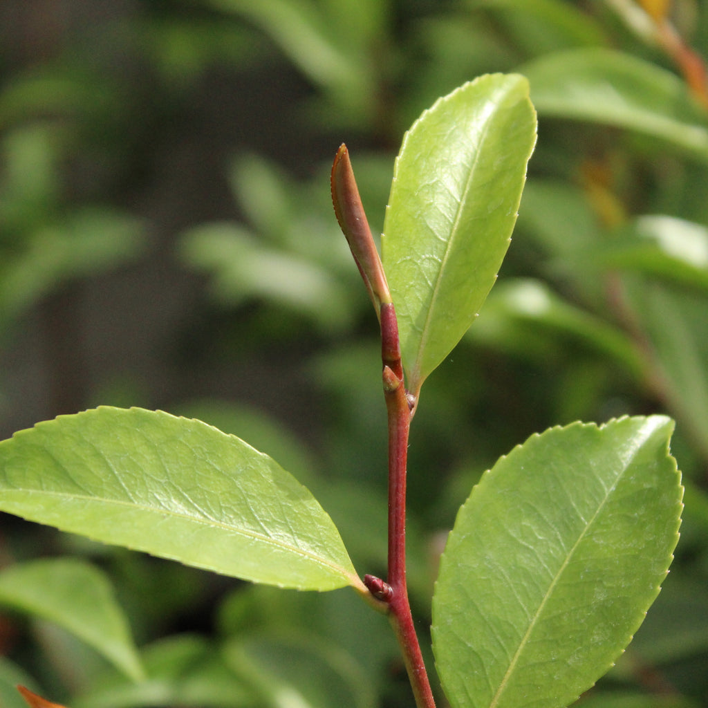 Camellia Cinnamon Cindy Image