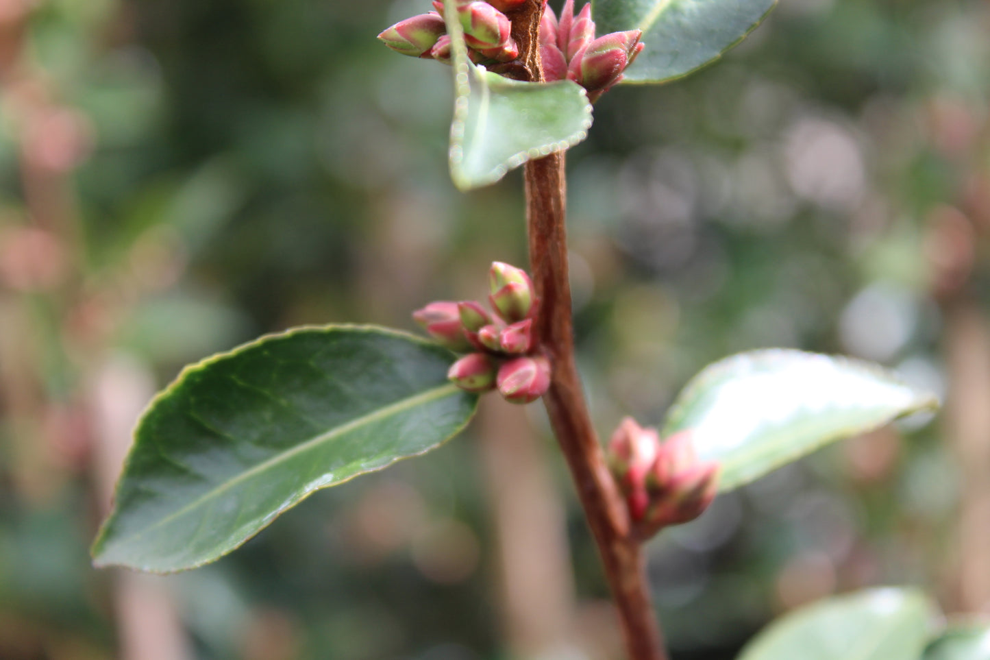 Camellia Fairy Blush
