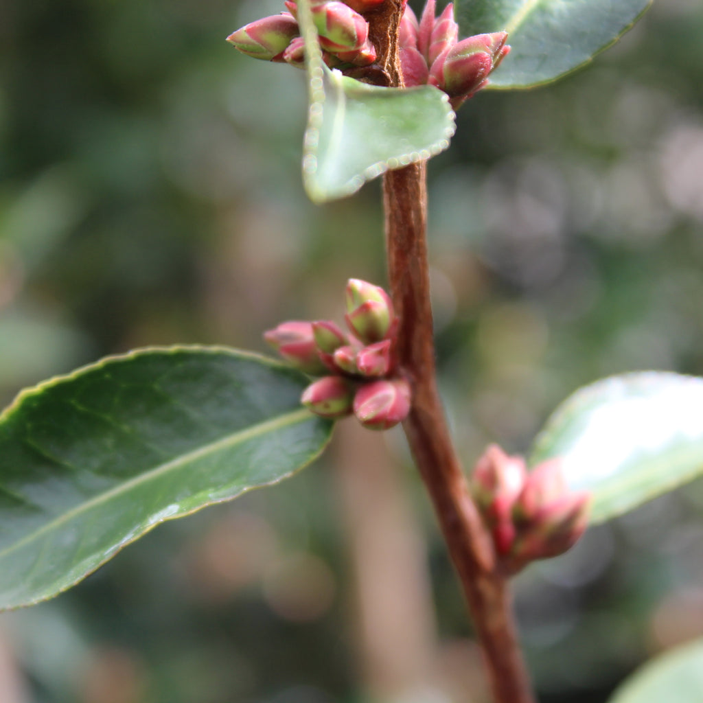 Camellia Fairy Blush Image