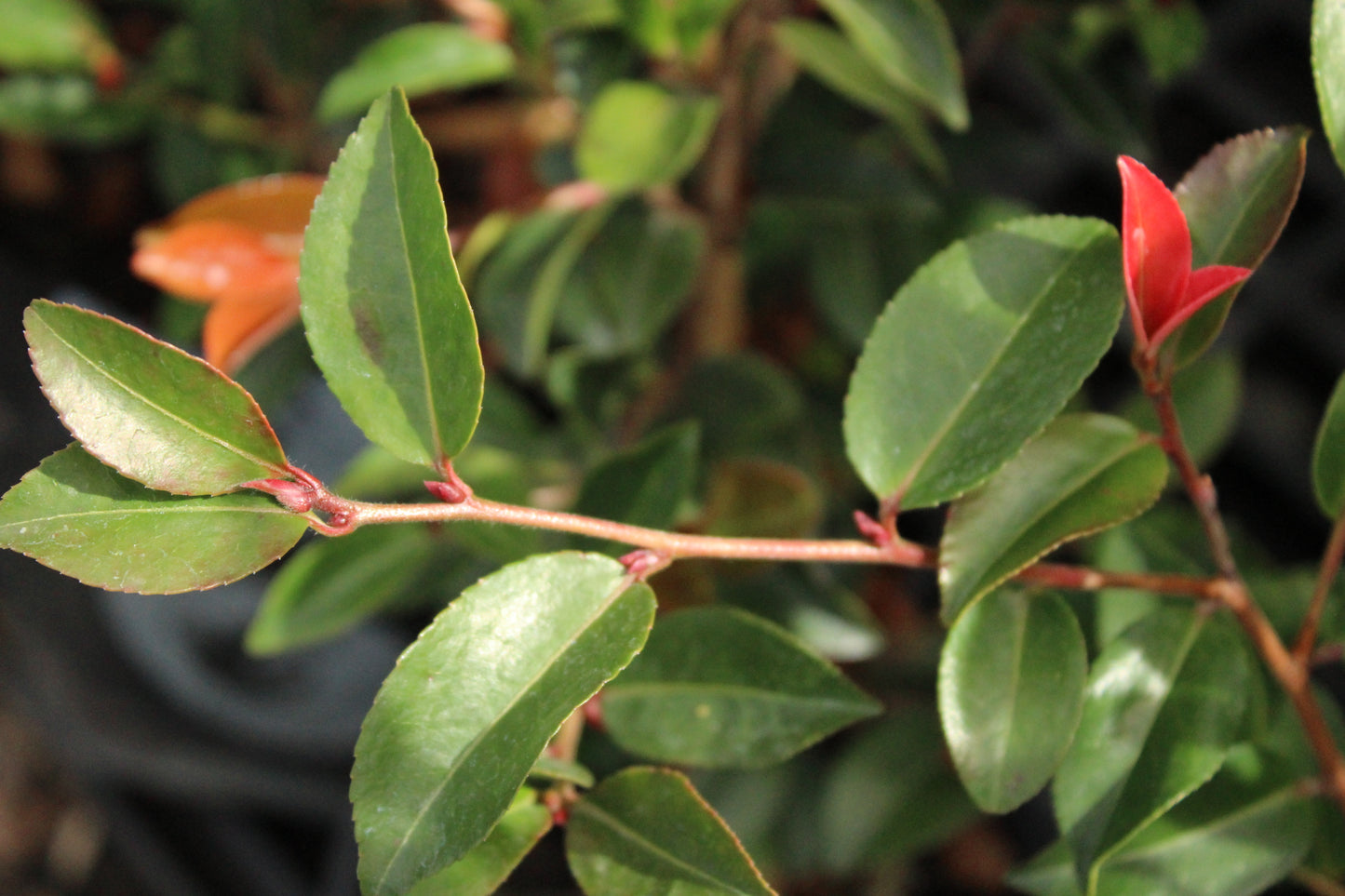 Camellia Fairy Blush