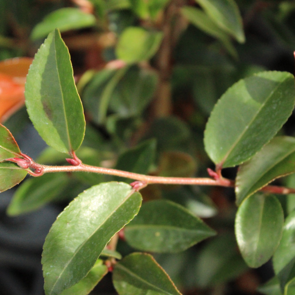 Camellia Fairy Blush Image