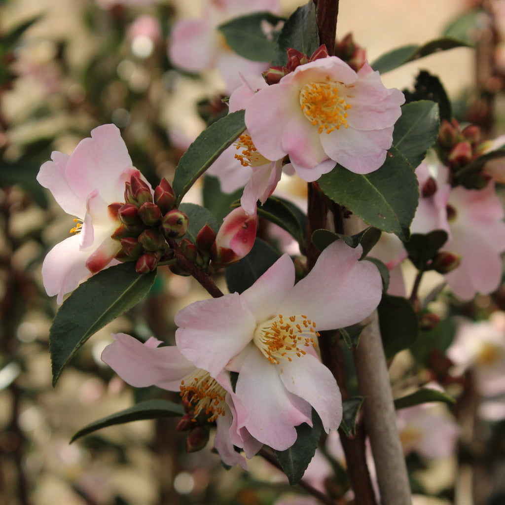 Camellia Fairy Blush Image