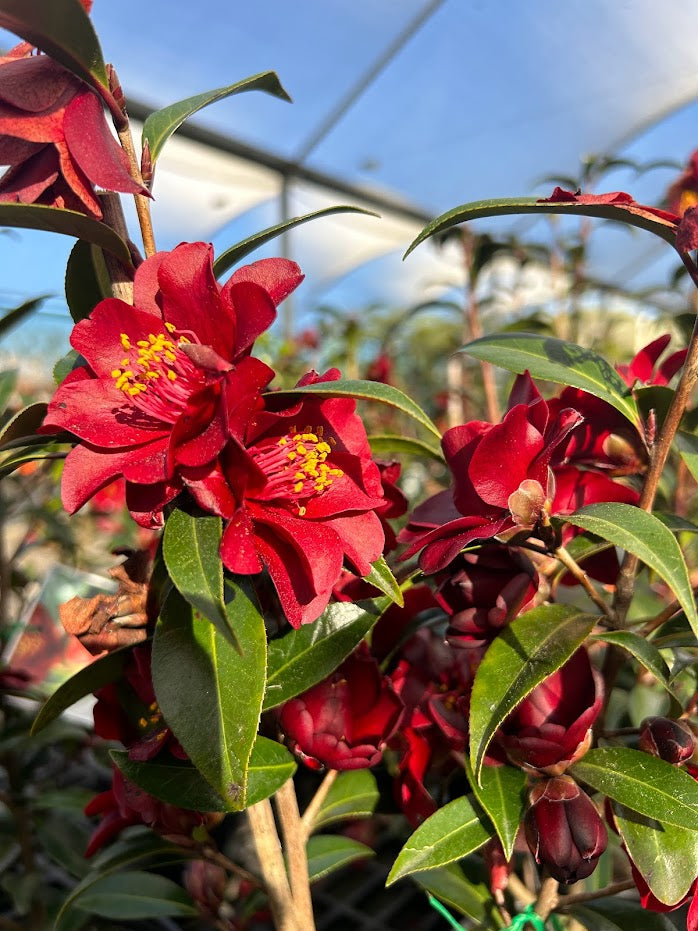 Camellia Night Rider Image