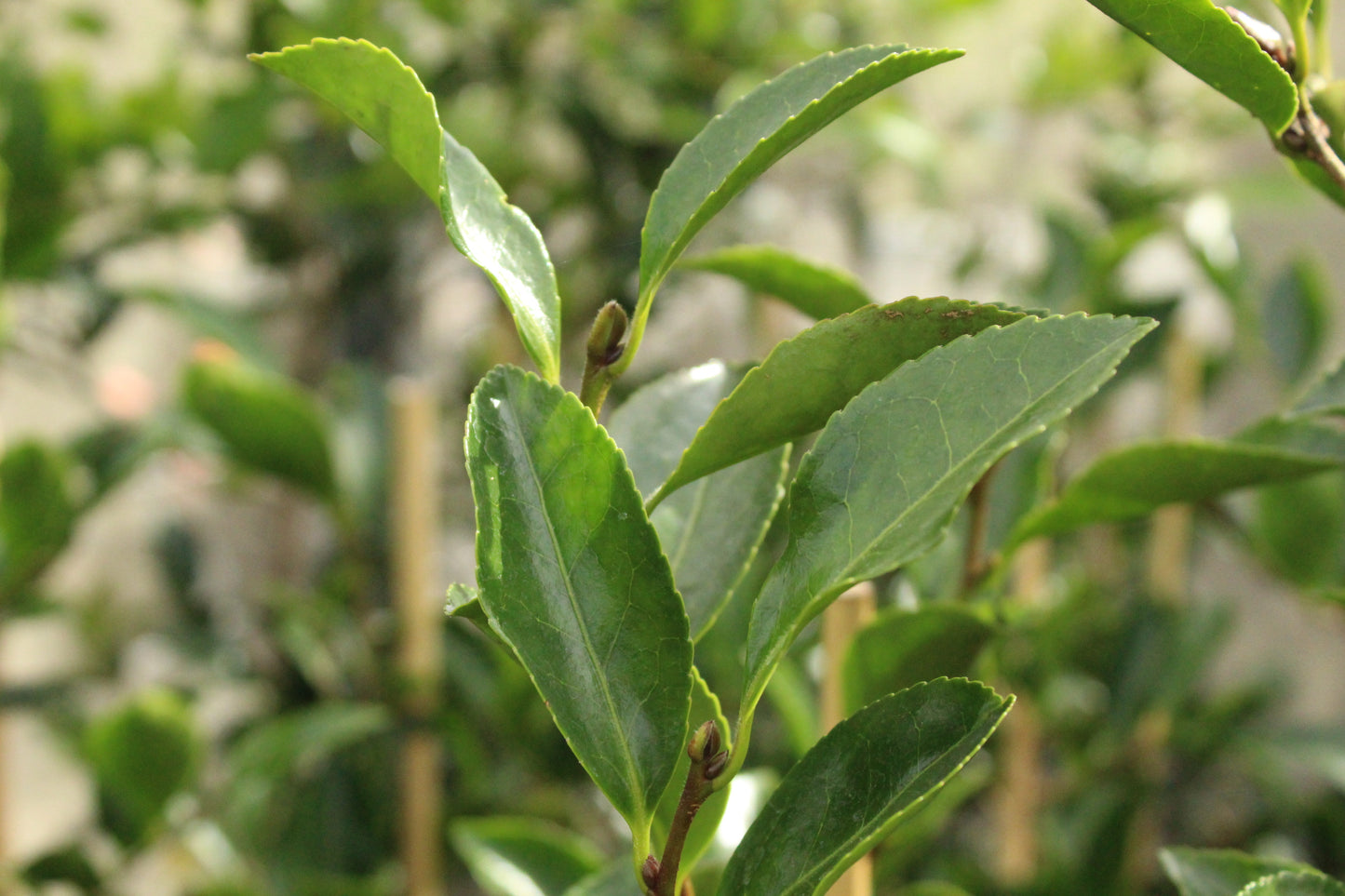 Camellia sasanqua 'Setsugekka'