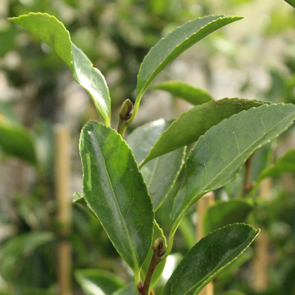 Camellia sasanqua Setsugekka Image