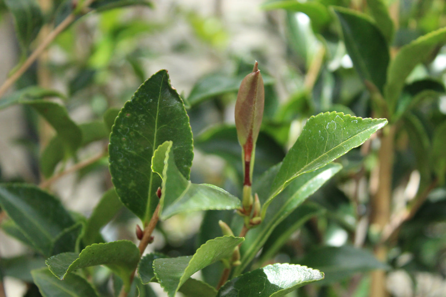 Camellia sasanqua 'Setsugekka'