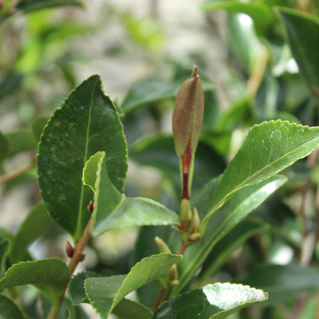 Camellia sasanqua Setsugekka Image