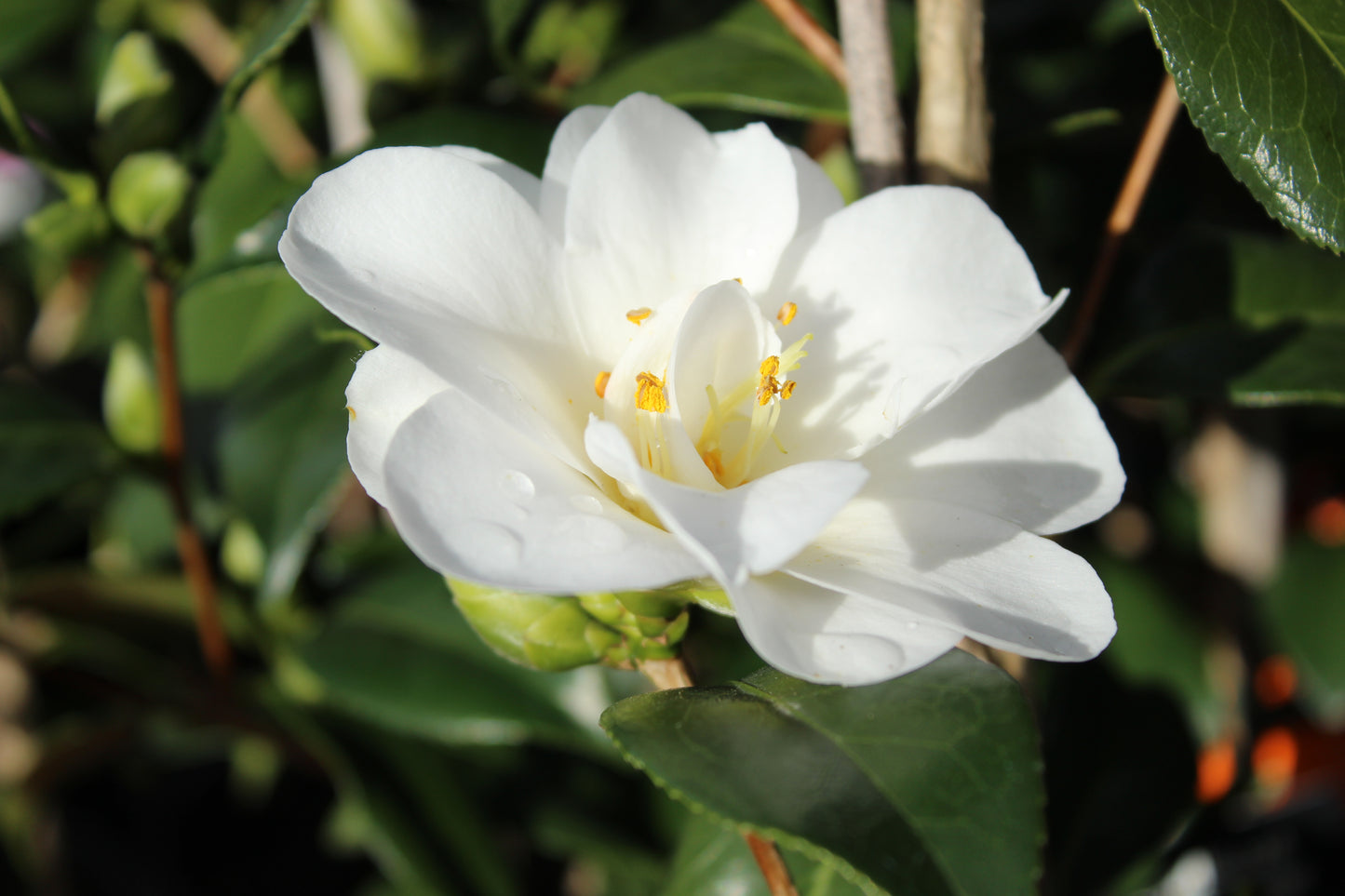 Camellia Silver Tower