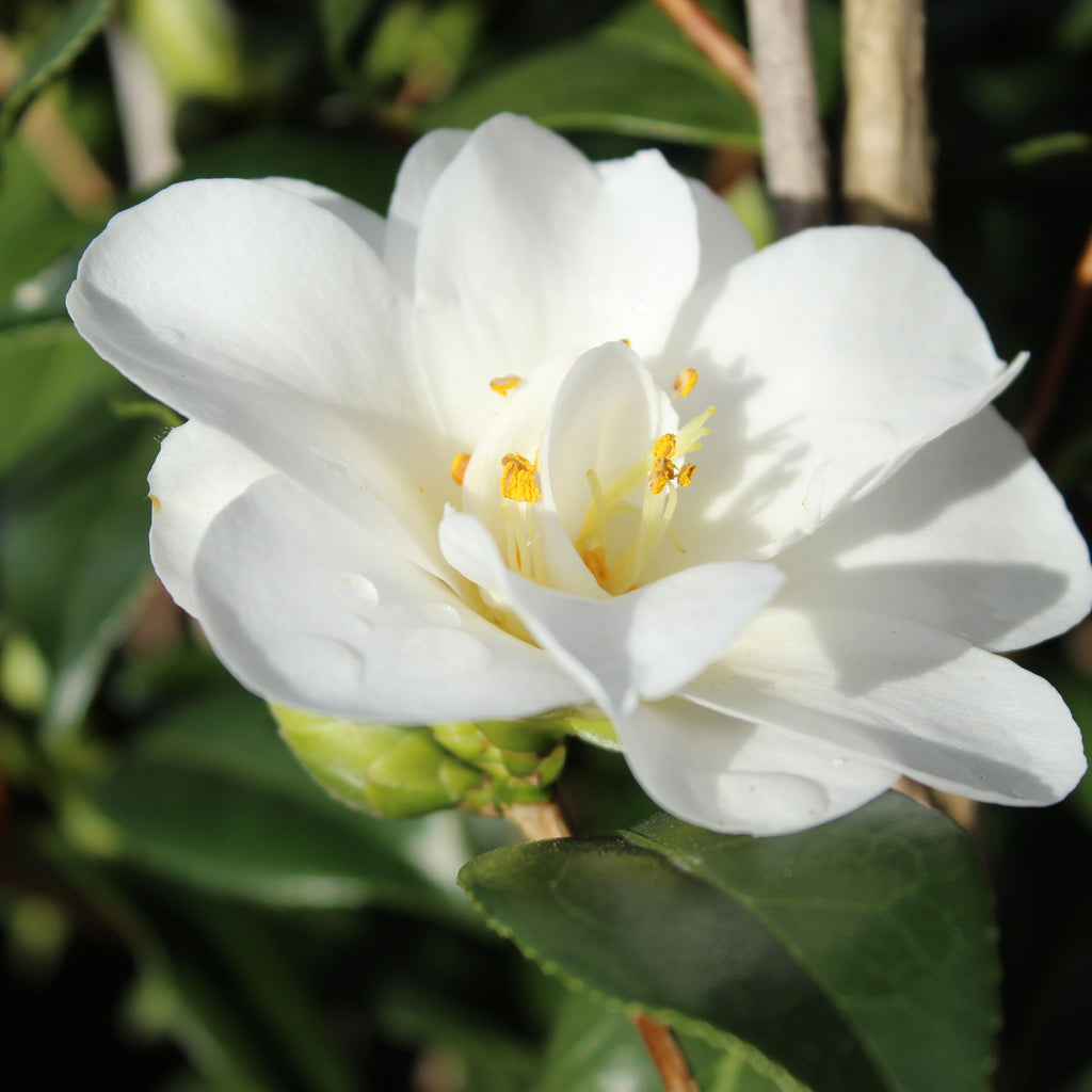 Camellia Silver Tower Image